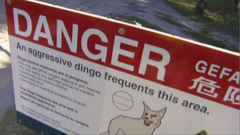 This undated image made from video, shows a sign on dingo on Fraser Island, Australia. Rescue personnel said a father fought off several dingoes to save his 14-month-old son from one of the wild dogs that was dragging the boy from their campervan on an Australian island early Friday, April 19, 2019. (Australian Broadcasting Corporation via AP)