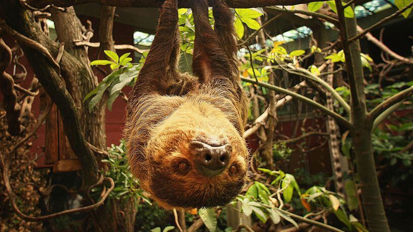 A Two-Toed Sloth sits in a tree at London Zoo's exhibit 'The Clore Rainforest Lookout' opens on May 24, 2007 in London.