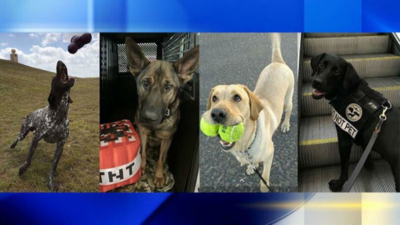 The Transportation Security Administration wants your help to determine its top dog in its Cutest K-9 contest in honor of National Dog Day on Monday.