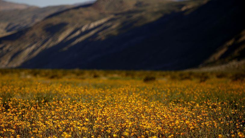 Desert Sunflowers bloom in the Anza Borrego Desert State Park in San Diego County, Calif., on March 11, 2017. No &quot;super bloom&quot; is expected this year, after a very dry winter. (Francine Orr/Los Angeles Times/TNS)