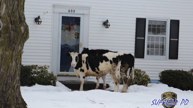 Police warned residents Sunday about a couple of suspicious creatures hawking dairy products door to door. (Photo: Suffield Police Department)