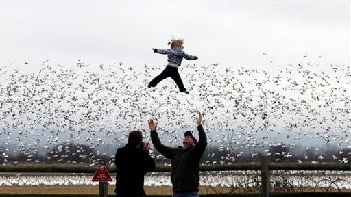 Cody Mooney, visiting from Loveland, Colo., tosses his 17-month-old daughter Willow in the air as snow geese take flight behind.