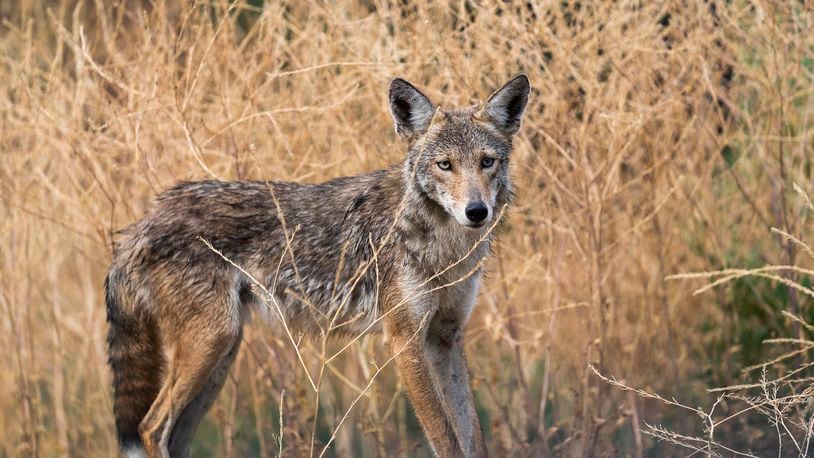 Coyotes are seen in a variety of Dayton-area communities, but a local wildlife expert says the population has not necessarily grown rapidly. (AP Photo/Damian Dovarganes)