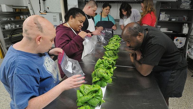 Direct Support Professional Makayla Williamson (in red shirt at right) helps clients at Toward Independence harvest lettuce for One Bistro in Xenia from their hydroponics garden. Helping Williamson, from left, are Alexis Bunch, Adrienne Talley, Nate Nevels, Mia Ross, Amanda Novak and Marc Grinaldi. MARSHALL GORBY\STAFF