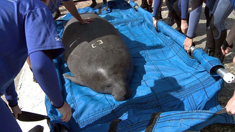 Blanche was released off the Florida coast. (Screengrab from video submitted by SeaWorld)