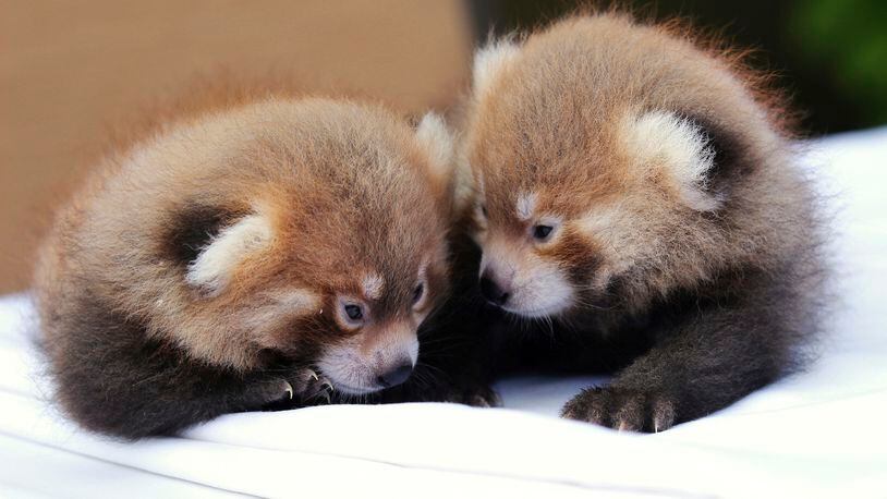 Twin red pandas Loofah and Doofah huddle together at the Rosamond Gifford Zoo in Syracuse, N.Y. The zoo announced their birth on Tuesday. Red pandas are an endangered species and there are believed to be less than 10,000 remaining in the wild.