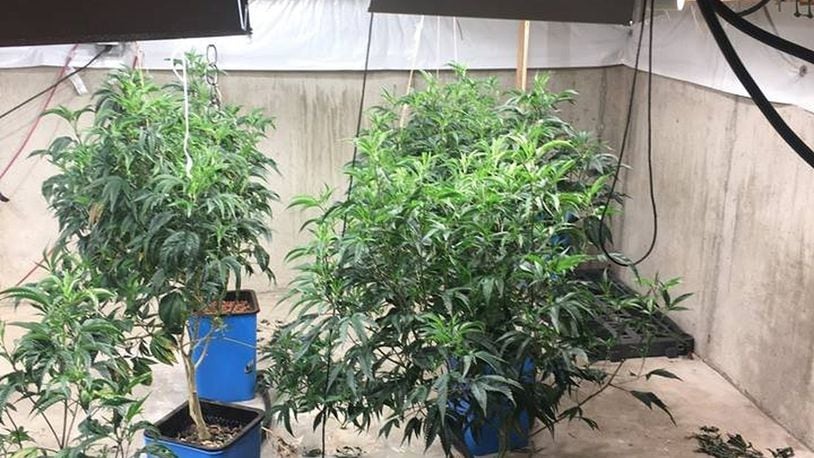 Photos of a suspected marijuana grow operation taken by a task force after raids were conducted at four locations in the Miami Valley.