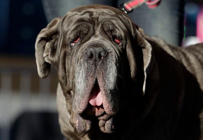 Photos: Zsa Zsa the English bulldog wins World's Ugliest Dog Contest