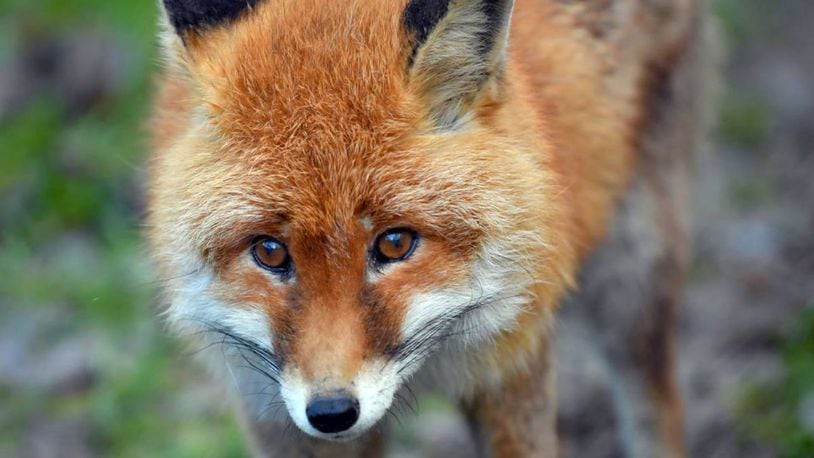 An aggressive fox charged a Maine woman who tried to scare it away Thursday morning.