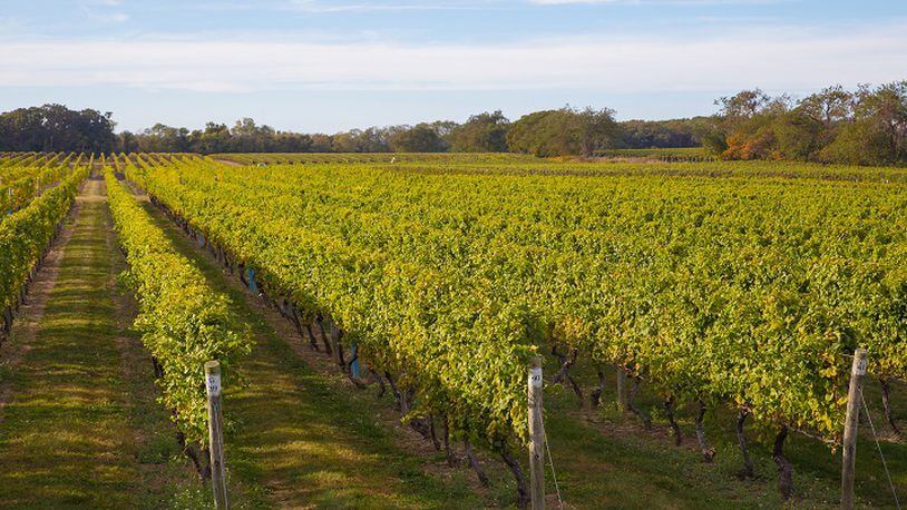 Long Island is one of New York's most important wine regions. (Dreamstime/TNS)