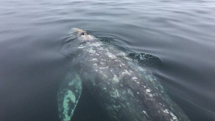 A gray whale caught in an abandoned fishing net off the coast of Washington on Friday was freed. (Washington State Department of Natural Resources/Washington State Department of Natural Resources)