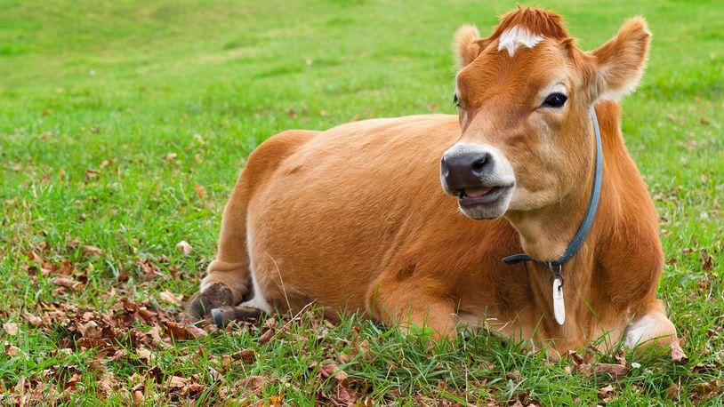 Students at Michigan State University can pay $10 to brush cows to relieve the stress of finals week.