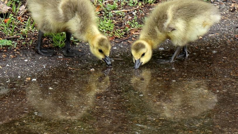 A pair of Canada geese goslings drink from a rain puddle Thursday in Snyder Park. The park is full of the little, yellow balls of fluff as goose eggs have started hatching recently. BILL LACKEY/STAFF