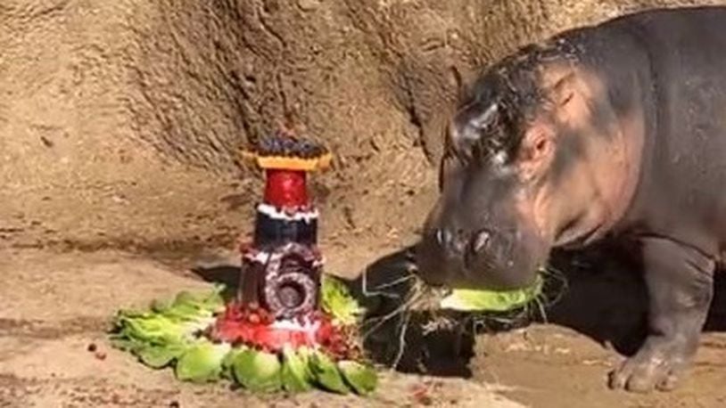 Fiona, the Nile hippopotamus who weighed only 29 pounds when she was born prematurely, celebrated her 6th birthday Tuesday, Jan. 24, 2023, with a special cake made of produce at the Cincinnati Zoo & Botanical Garden.