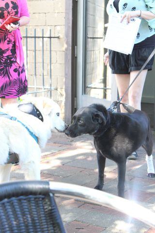 Photos: Puppy patio party at Lily’s