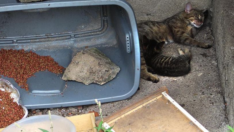 This stray cat and her kitten sleep next to food that was left for them in Champaign County. Similar feeding is now banned in Vandalia. JEFF GUERINI / STAFF