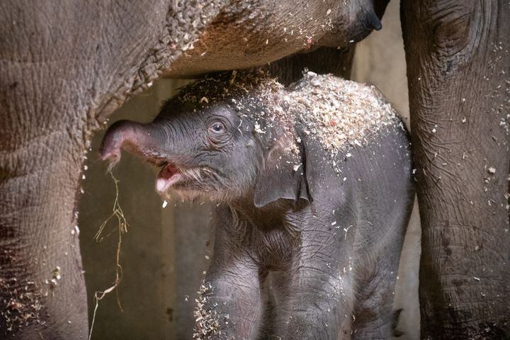 PHOTOS: Adorable baby elephant and sea lion steal the show at the Columbus Zoo