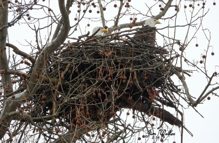 Photos: Orv and Willa, a pair of bald eagles, take up residence in Dayton