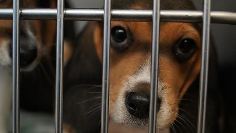 The Humane Society of Greater Dayton took in a dozen beagles out of 4,000 rescued from a facility in Virginia that was breeding the dogs to sell for animal testing | Photo provided by Humane Society of Greater Dayton