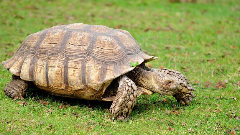 FILE PHOTO: A Nevada man is offering $5,000 for the return of his missing pet tortoise, Bob, an African spurred tortoise. (Photo: San Diego Zoo)