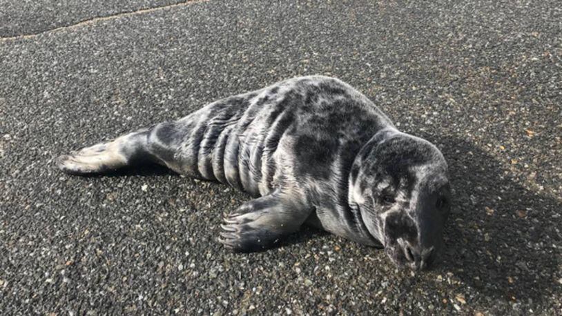 A seal pup wound up in the middle of a Massachusetts road on Wednesday.