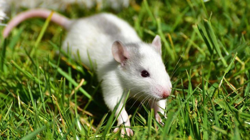 File image of pet rat.