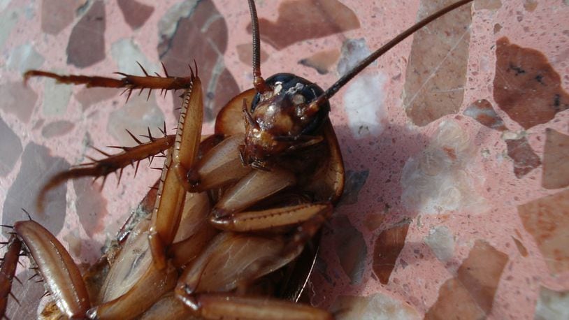 An intrusion of cockroaches swam to higher ground Saturday morning as floodwaters from Hurricane Barry approached land, video shows. (Photo: Beeki/Pixabay)