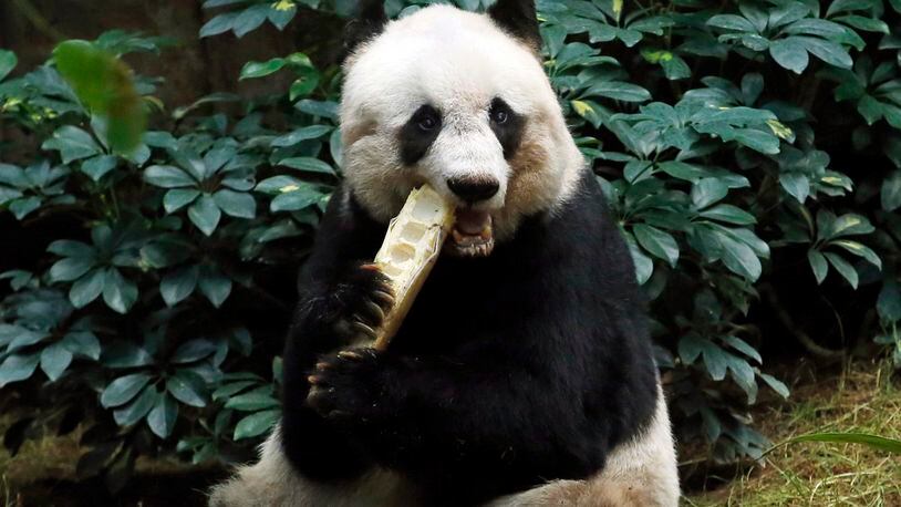 FILE - In this Tuesday, July 28, 2015 file photo, giant panda Jia Jia eats bamboo next to her birthday cake made with ice and vegetables at Ocean Park in Hong Kong, as she celebrates her 37th birthday. A Hong Kong theme park says the world’s oldest panda in captivity has been euthanized because her health was deteriorating. ocean Park says a veterinarian euthanized 38-year-old Jia Jia on Sunday, Oct. 16, 2016 evening to prevent further suffering and for ethical reasons. (AP Photo/Kin Cheung, File)