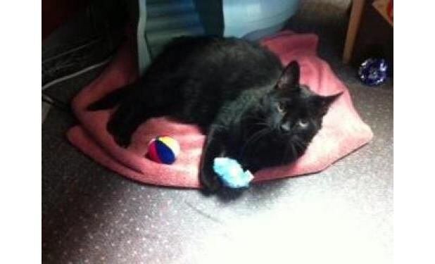 More to black cats than meets the eye – Red Bluff Daily News