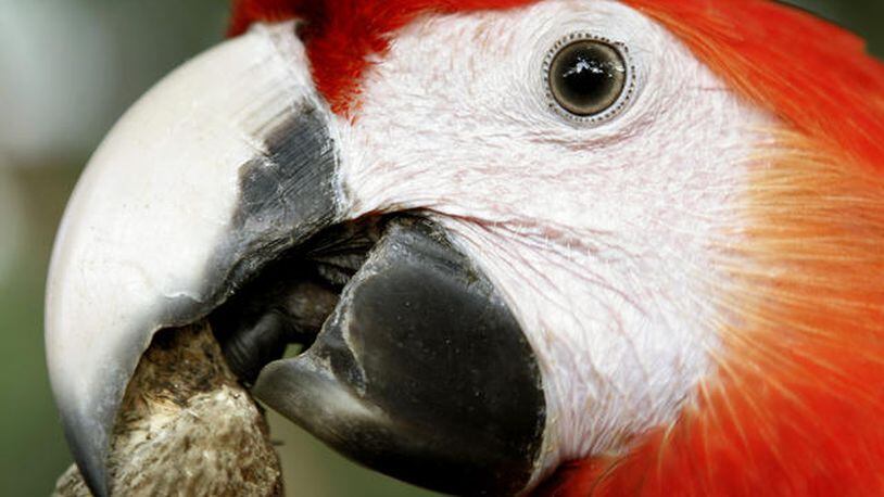 Stock photo of a parrot from the Associated Press.