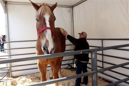 Midwest Horse Fair features tallest horse, tallest donkey