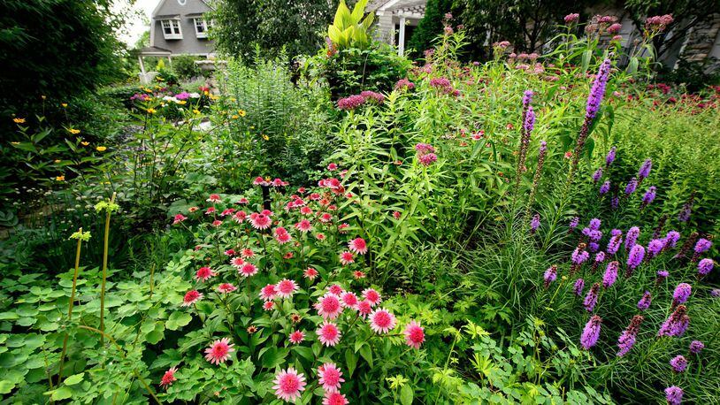 The gardeners harmonious mix of texture, height and color includes Raspberry Truffle coneflowers, bee balm and purple liatris, which draw butterflies and bees. (Glen Stubbe/Minneapolis Star Tribune/TNS)