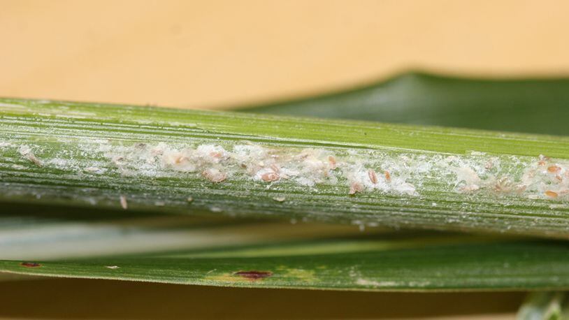 Here's an example of mealybug on ornamental grass. CONTRIBUTED