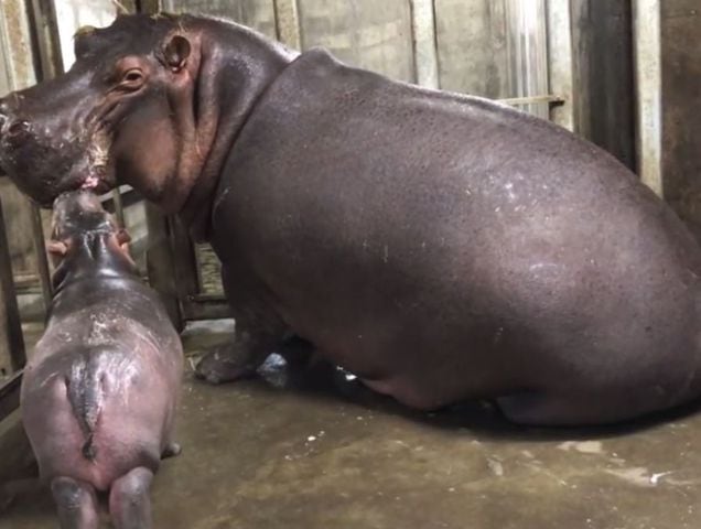 Baby hippo Fiona reunited with her mom