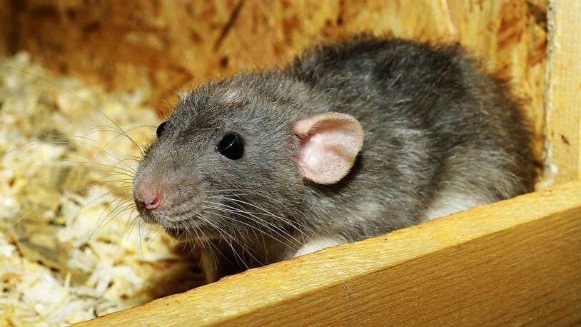 A rat that scurried across a desk in a New York City subway attendant's booth caused the employee to flee.