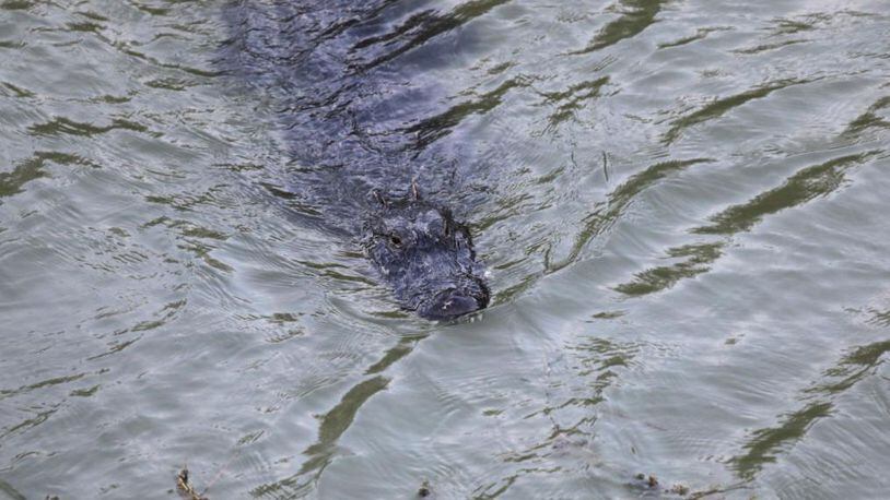 A 12-foot alligator was shot by a great-grandmother Monday in Livingston, Texas.