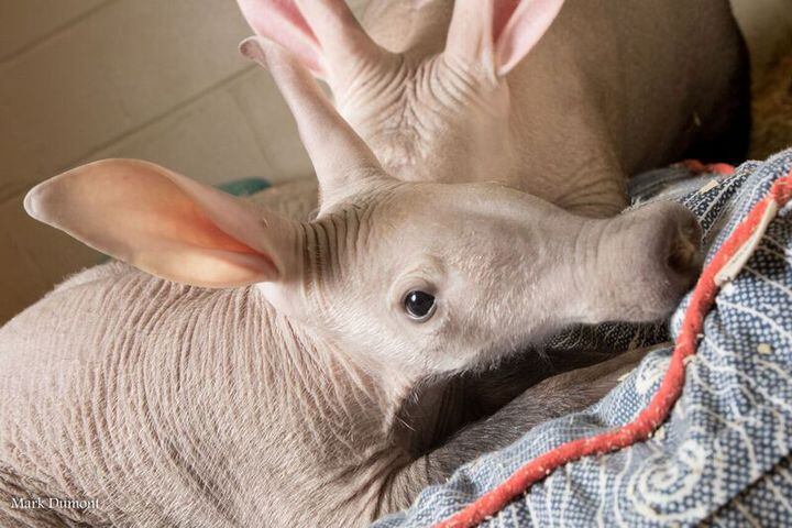 PHOTOS: This first look at Cincinnati Zoo's Zoo babies will be the best part of your day