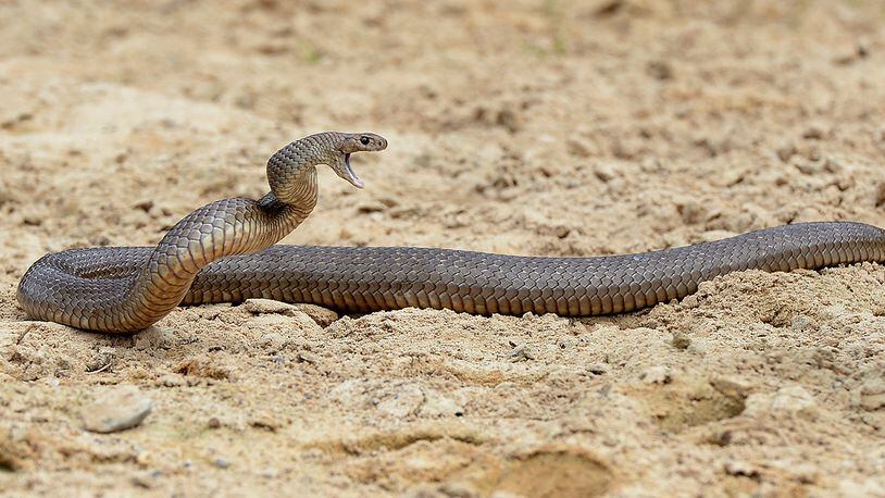 Deadly Australia eastern brown snake -- which has enough venom to kill 20 adults with a single bite -- rearing up as a snake catcher approaches (WILLIAM WEST/AFP/Getty Images)