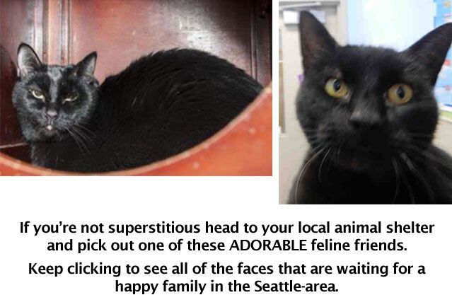 Black cats you can save on Friday the 13th