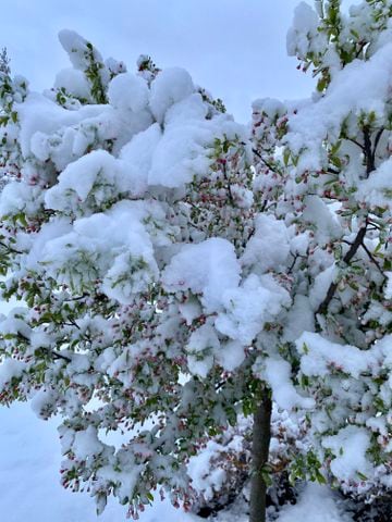 PHOTOS: Snowfall in April in the Miami Valley