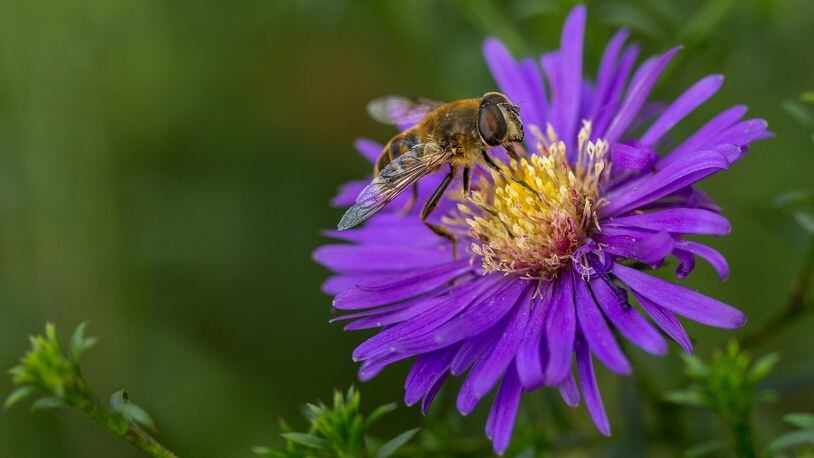 On patios or decks, in window boxes or wine barrels, bees will come buzzing if they discover something they like in bloom. (Dreamstime)