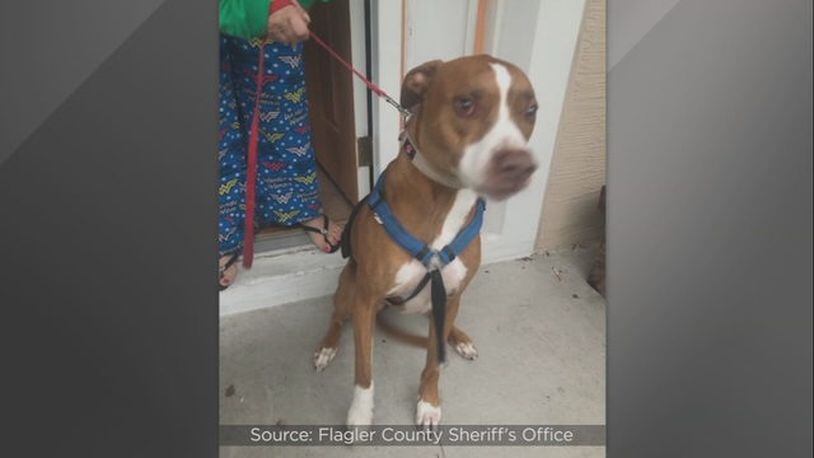 A dog attacked a pizza delivery driver on Thursday. (Photo: Flagler County Sheriff's Office)