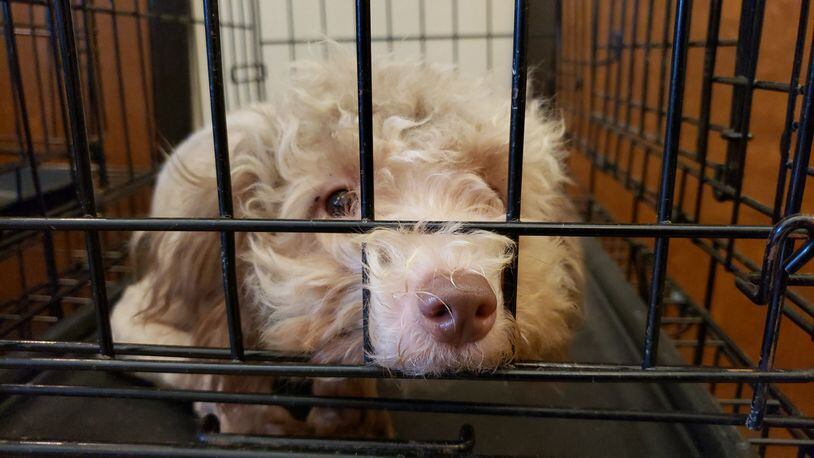 The Humane Society of Warren County is caring for 111 poodles rescued Monday from a home outside Franklin. STAFF/NICHOLAS GRAHAM