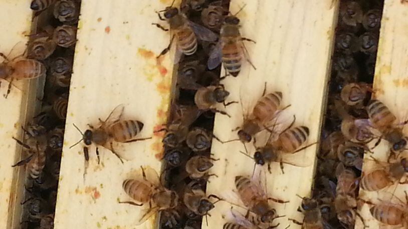 Honey bees, like these pictured, would be allowed in Hamilton if legislation being considered by the city is approved in coming months.