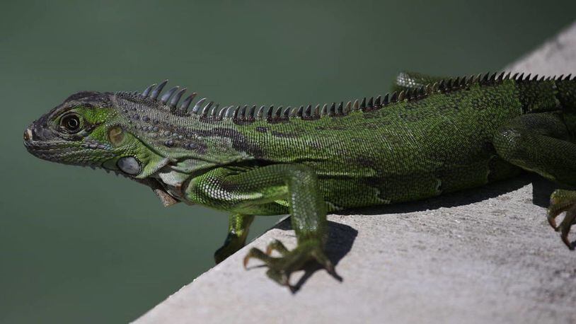 A green iguana was making no progress on a conveyor belt at Key West International Airport.