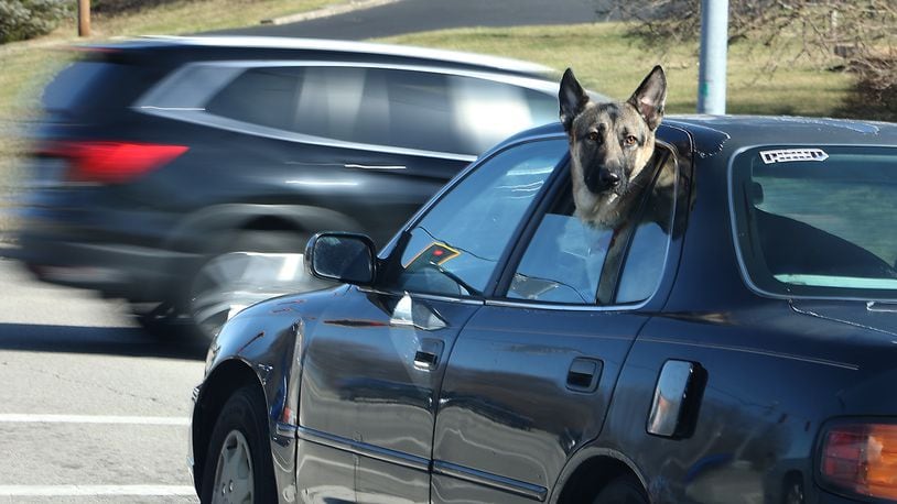 A German Shepherd seemed to be enjoying the sunny weather as he looks around at the other cars waiting at a traffic light Friday on North Limestone Street. BILL LACKEY/STAFF
