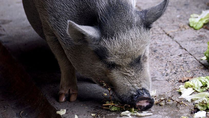 A pet pot-bellied pig nibbles on a lettuce snack. Authorities in Bullitt County, Kentucky are investigating a series of recent attacks on pets and animals. A $1,300 reward is being offered for information on who is behind the attacks.