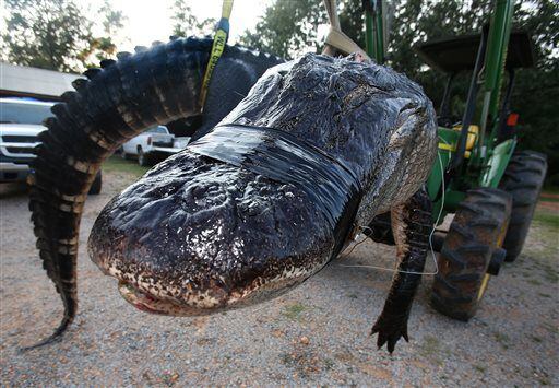 Record Alligator