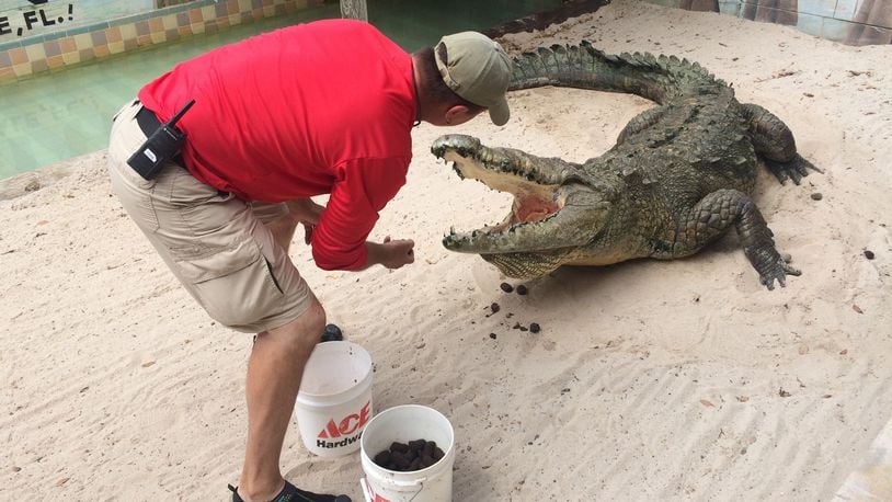 Curator Greg Graziani feeds Goliath, an American crocodile, at Gatorama in Palmdale, Fla., on April 8, 2018. (Richard Tribou/Orlando Sentinel/TNS)