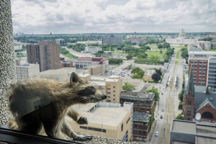 Raccoon climbing Minnesota skyscraper goes viral, captivates nation